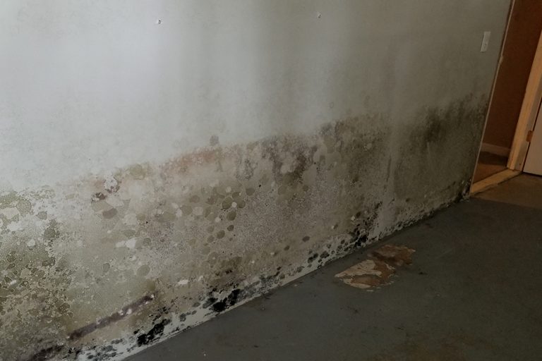 "Mold Problem Explored," NewsPress Becker