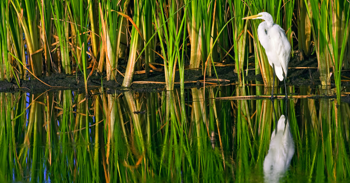 White Bird on the edge of the swamp water in front of grass
